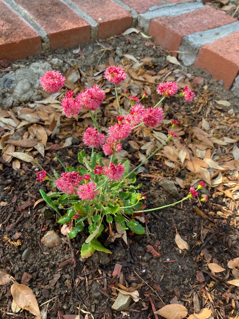Photograph of a small Red-flowered Buckwheat plant in full bloom, with fuschia-colored flowers at the end of long green stems. The plant is surrounded by fallen oak leaves and in a garden bed edged with bricks.