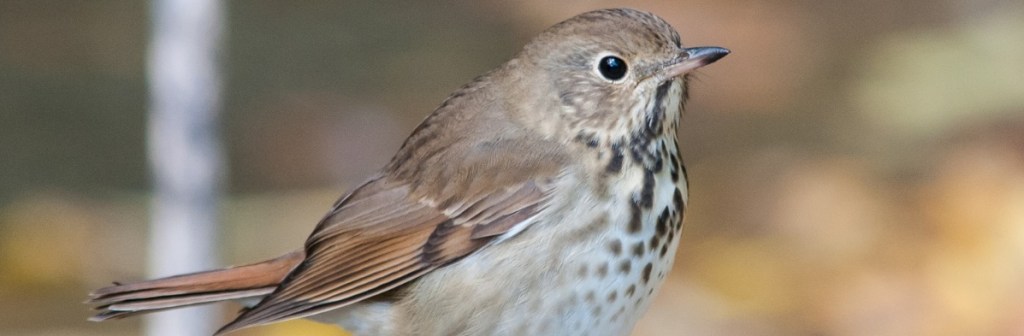 When it’s too dark to see, I&nbsp;listen