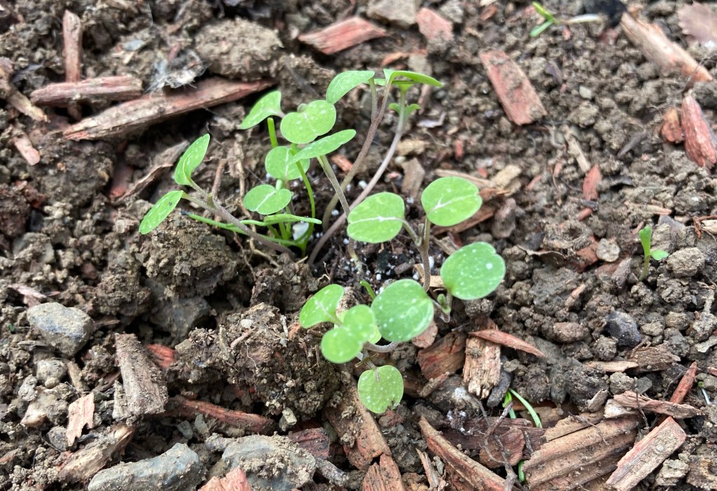 Parable of the sad&nbsp;sower