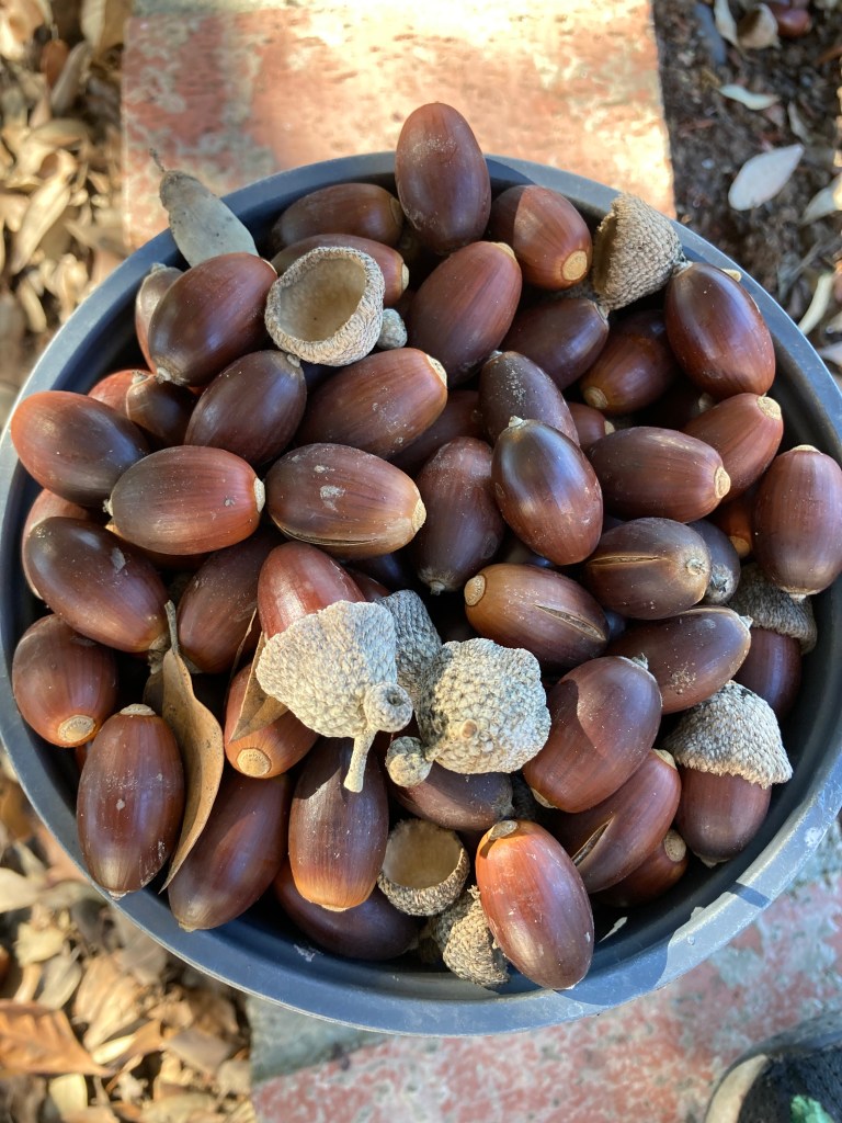 Photo of a black plastic plant container filled with live oak acorns, some are shiny, some are cracked, some still have their caps on them.
