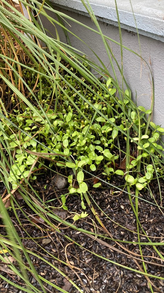 Photo of many, many sunflower seedlings that have sprouted underneath a bird feeder