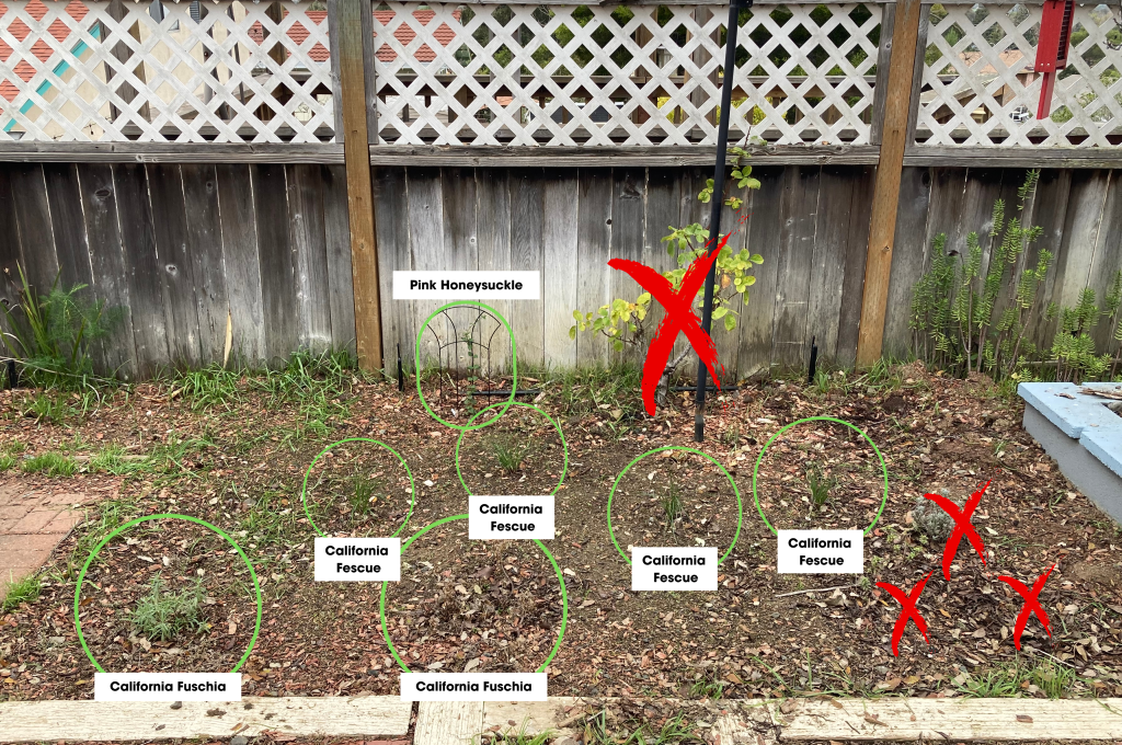 A photo of a garden bed with several young native plants (all circled in green and labeled) and a few non-natives indicated by red X marks. There is also a black birdhouse pole visible, a red suet feeder hanging down from a plum tree, which is to the right but not pictured. And there is a wooden fence with white lattice work on the top in the background.