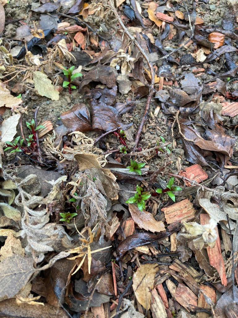 Photo of a patch of ground with mostly dead, wet leaves and some old, woody stems. Growing amongst that are some small California Fuschia sprouts, with small bright green leaves and reddish stems.