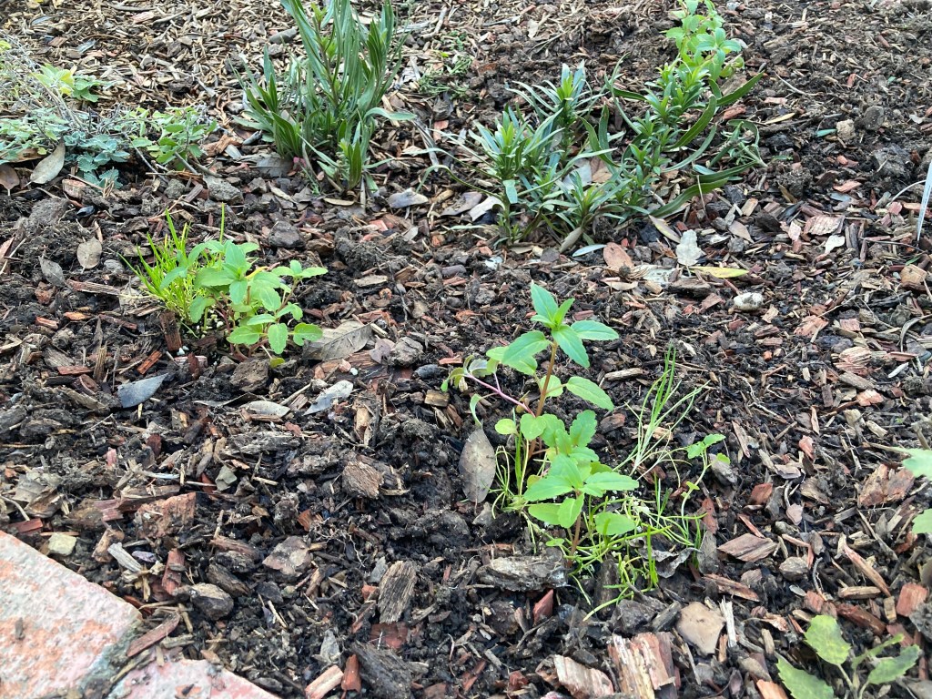 A photo of two small clumps of small, green native California wildflower seedlings in the foreground of a garden bed, with native penstemon plants in the background.