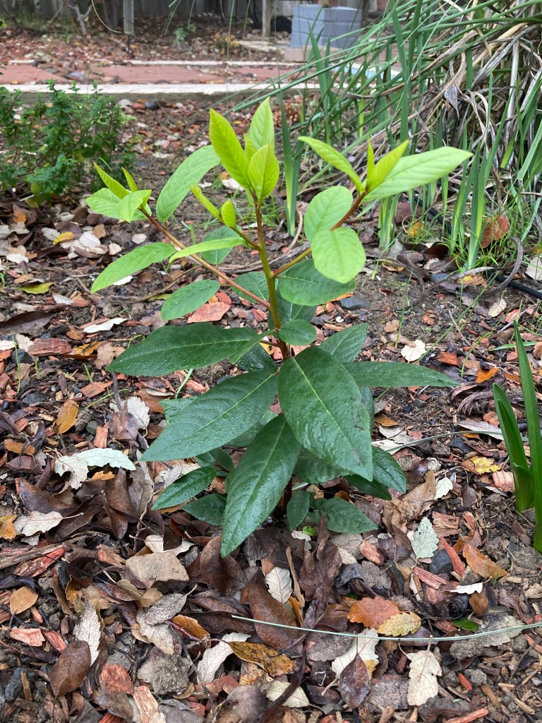 Photo of a young Coffeeberry plant with many new stems and new bright green leaves at the top.