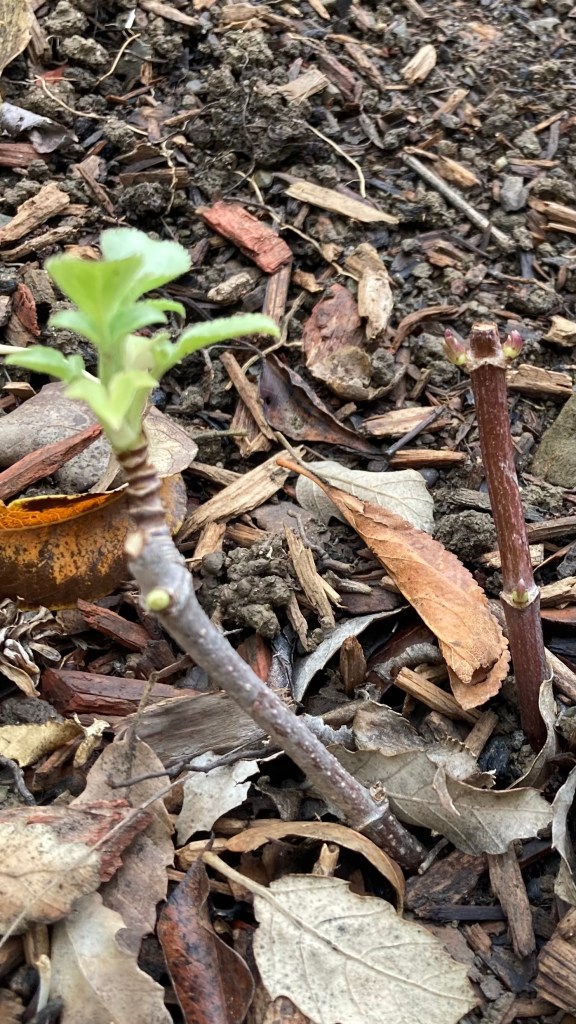 Photo of a young Blue Elderberry bush after it was coppiced in the fall. There are two main stems, one with a few green leaves at the very end and the other with just the beginnings of leaf buds.