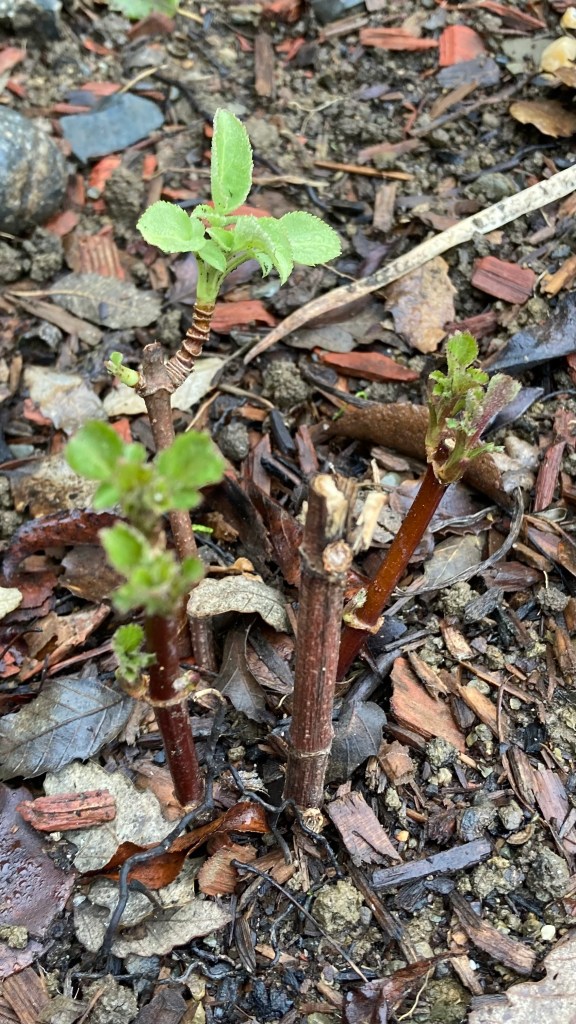 Photo of a young Blue Elderberry bush after it was coppiced in the fall. Compared to the photo on the left, the bush now has two new stems that are both sprouting small bunches of leaves.