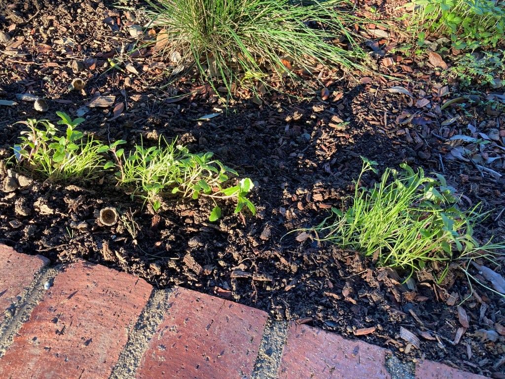 Photo of a garden bed, edged with bricks, with three clumps of native California wildflower seedlings in the foreground and an established native bunchgrass - nodding needlegrass - in the background.