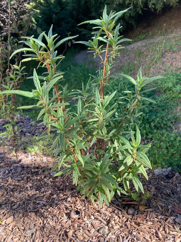 Photo of a 2-year-old Bush Monkeyflower plant. It has woody stems with spiky leaves and no flowers yet. The afternoon sun is highlighting some of the stems.