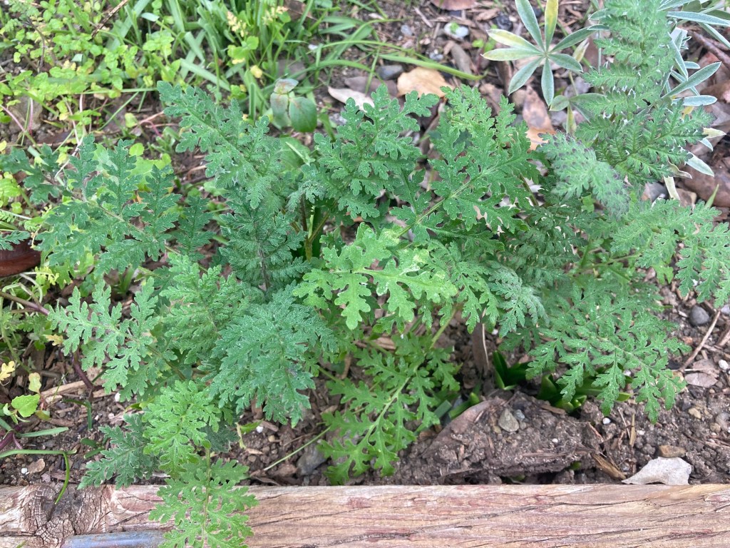 Mid-winter native plants&nbsp;update