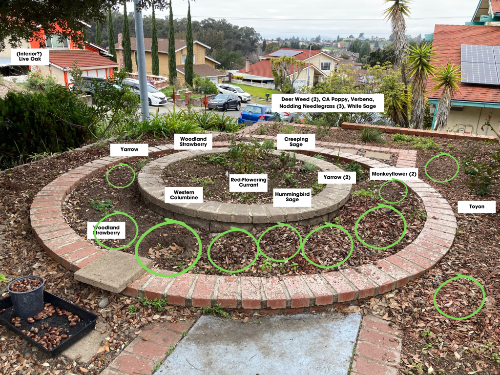 The photo shows several garden beds that are edged with red bricks. In the foreground are two concentric circular beds with several young native plants (labeled). In the mid-ground of the photo is a garden bed with more native plants. The empty spaces in between plants are circled in green. In the background are neighbors' houses, cars parked in driveways adn on the street, palm trees, cypress trees, and water in the distance.