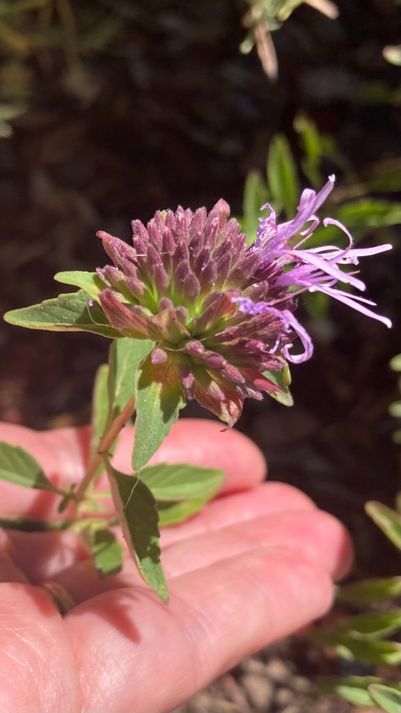 Close-up photo of a Coyote Mint flower with delicate purple narrow flowers