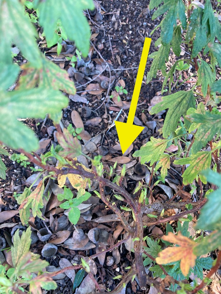 Macro view of many bright green buds growing out of a woody stalk on a Red Flowering Currant plant.