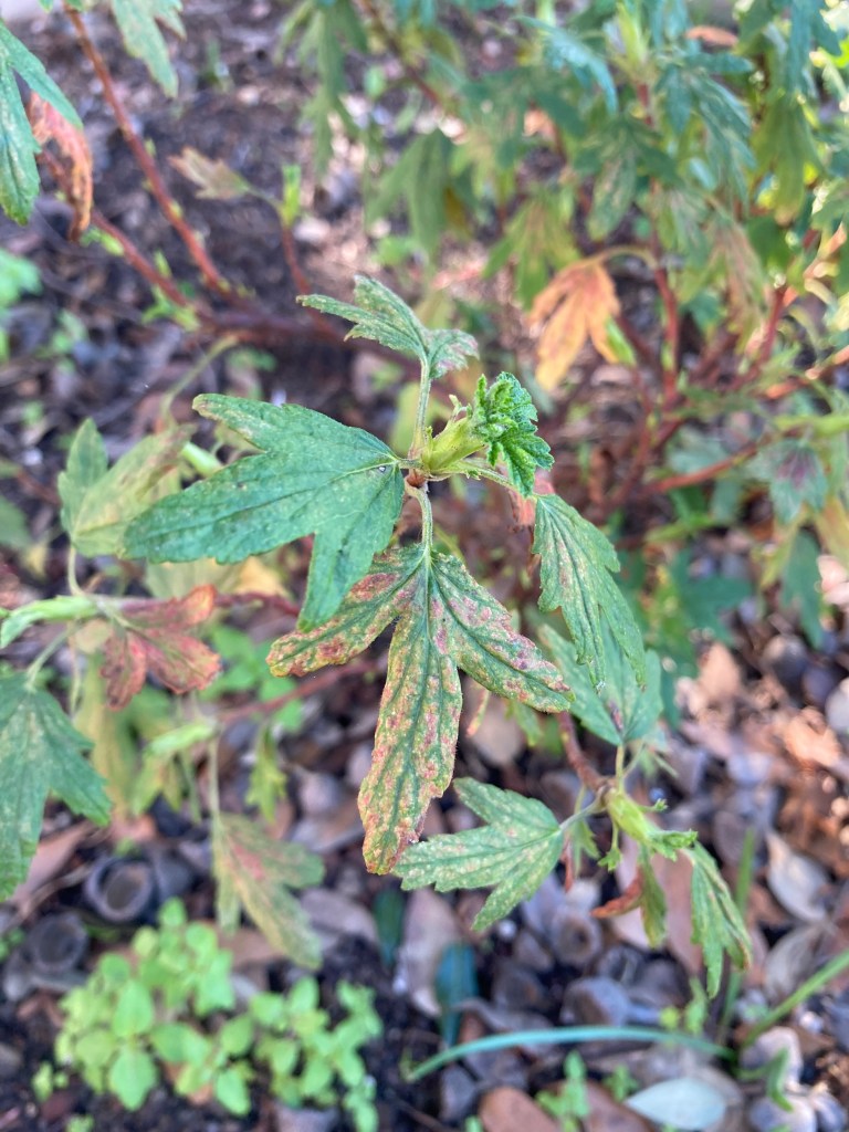 Macro photo of the end of a stalk on a Red Flowering Currant plant. There are four large, three-lobed leaves and a bundle of baby leaves at the center. The larger leaves are mostly green, except for some red and light brown spots on one of the leaves.