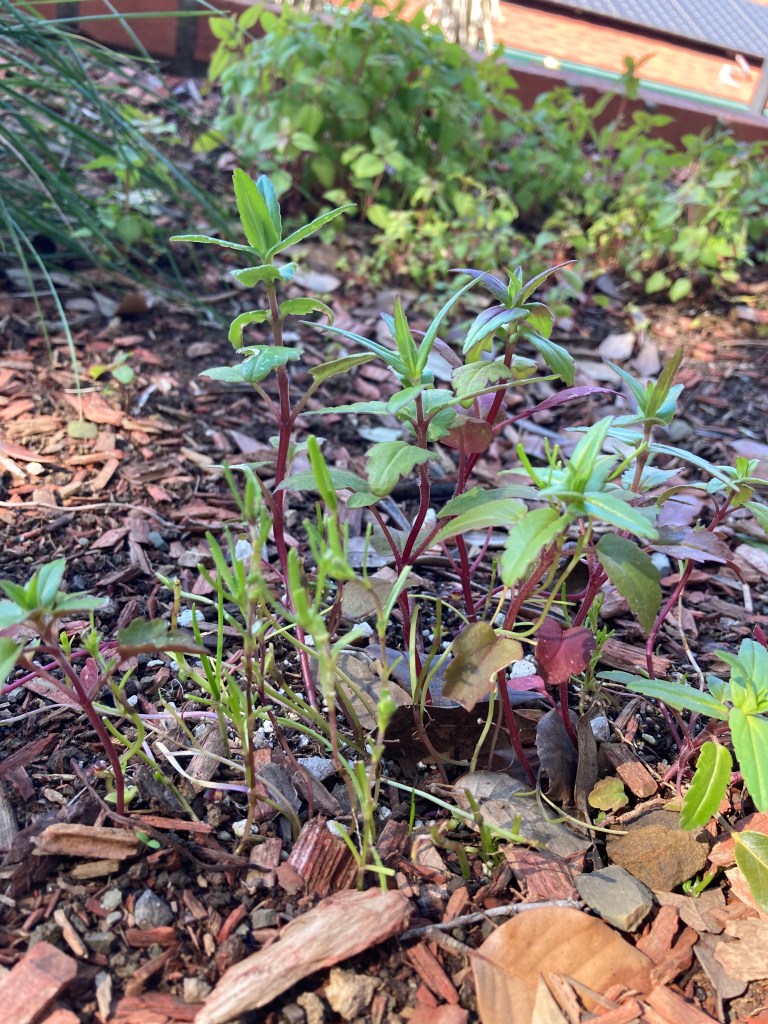 Macro view of several young Purple Innocence plants growing. They have magenta pink stems and bright green pointy leaves. Next to them are some tiny Californa Goldfields seedlings that are growing new leaves from previously chewed stalks.