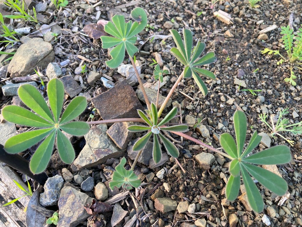 When hope is gone, listen to the&nbsp;plants.