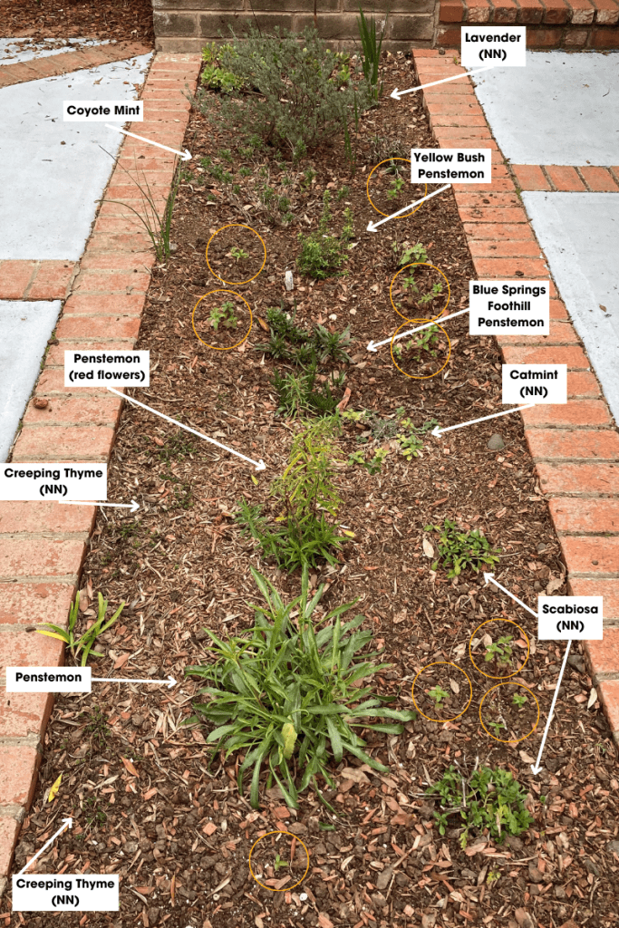 Photo of a long, narrow garden bed framed by bricks, with many different plants visible and labeled, including: Lavender (non-native), Coyote Mint, Yellow Bush Penstemon, Blue Springs Foothill Penstemon, Penstemon (red flowers), Catmint (non-native), Creeping Thyme (non-native), Scabiosa (non-native), and another Penstemon. None of the plants are blooming yet, but all have green leaves.