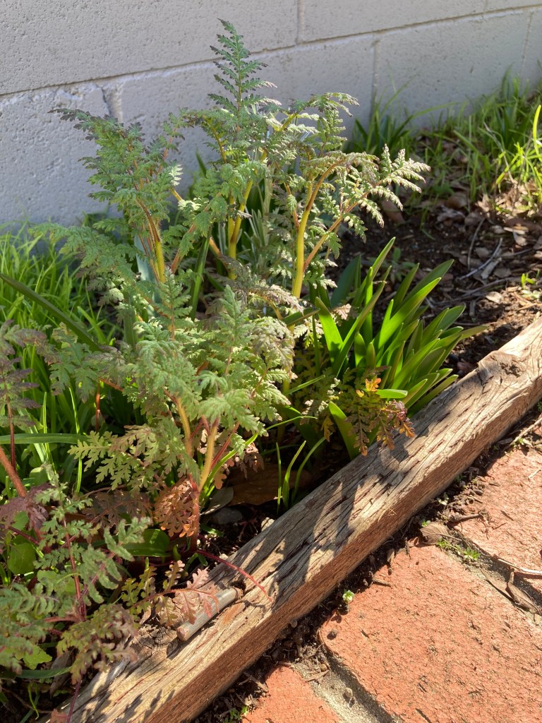 Tall stalks of young Tansy-Leafed Phacelia plants growing above the leaves of some bulbs, grass, and wood chips. The phacelia leaves look like fern leaves, with some stalks and veins outlined in purple.