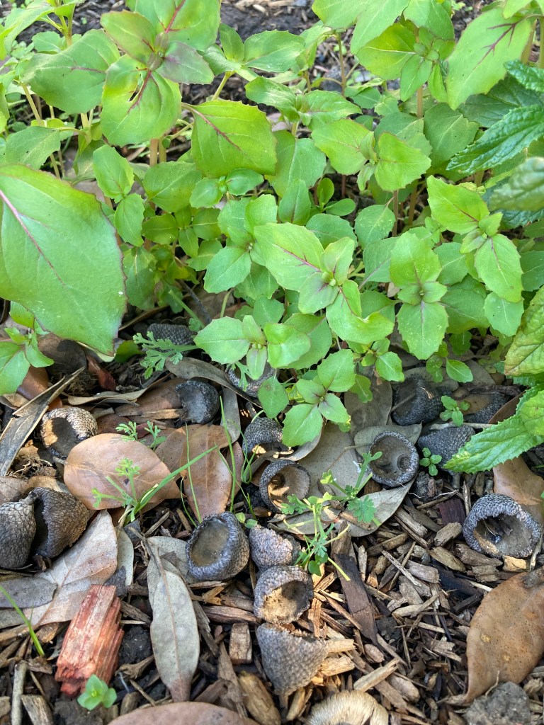 Many Elegant Clarkia sprouts growing, with green rounded leaves and purple veins. Tucked beneath the clarkia and in the leaves and acorns on the ground are some tiny California Poppy seedlings.