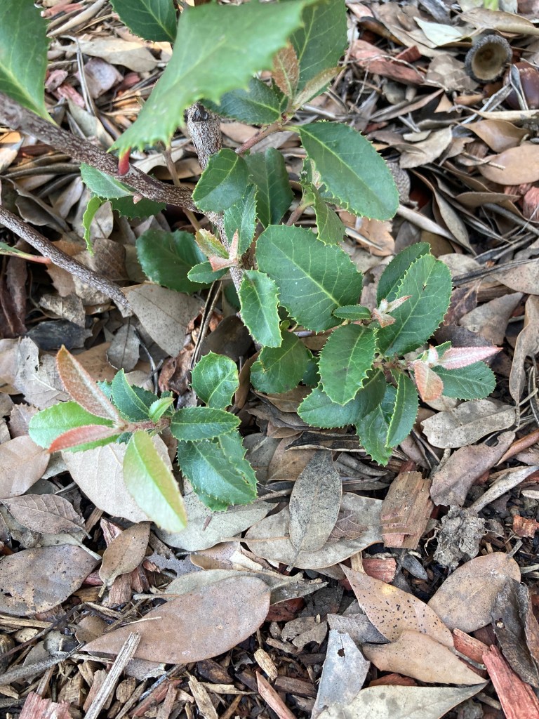 Macro photo of small new shoots and leaves growing at the base of the young Toyon plant.