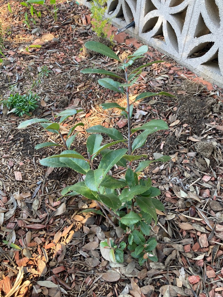 A small Toyon tree growing amongst wood chips and leaves. The leaves are green and have serrated edges.