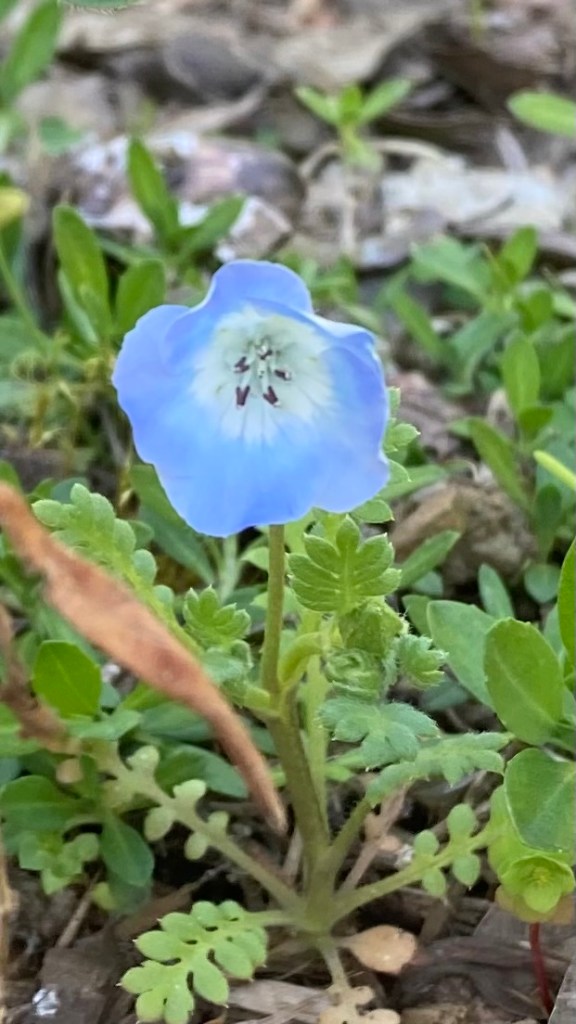 Super macro photo of a Baby Blue Eyes flower, which has pale blue petals with white at the center and white stamens with dark, arrow-shaped ends. The flower's leaves are fernlike.
