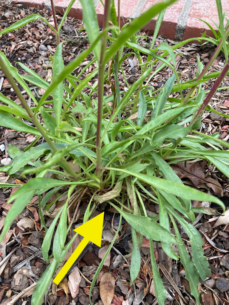 Close-up photo of the long, thin mostly green leaves at the base of the plant. The photo has a yellow arrow pointing to some of the leaves that are brown and curling.