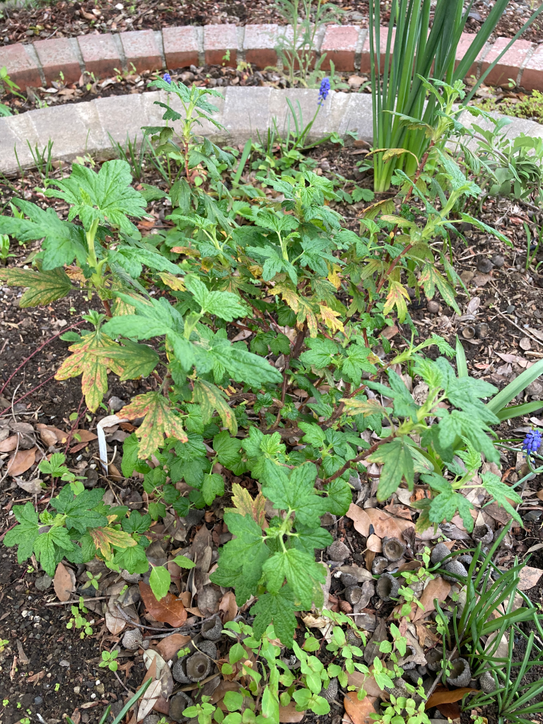 Photo of a garden bed with several different plants growing. At the center is a young Red Flowering Currant plant, which has woody stems and mostly bright green lobed leaves that look a little like grape or maple tree leaves. Some of the leaves are yellowing and spotted with red.