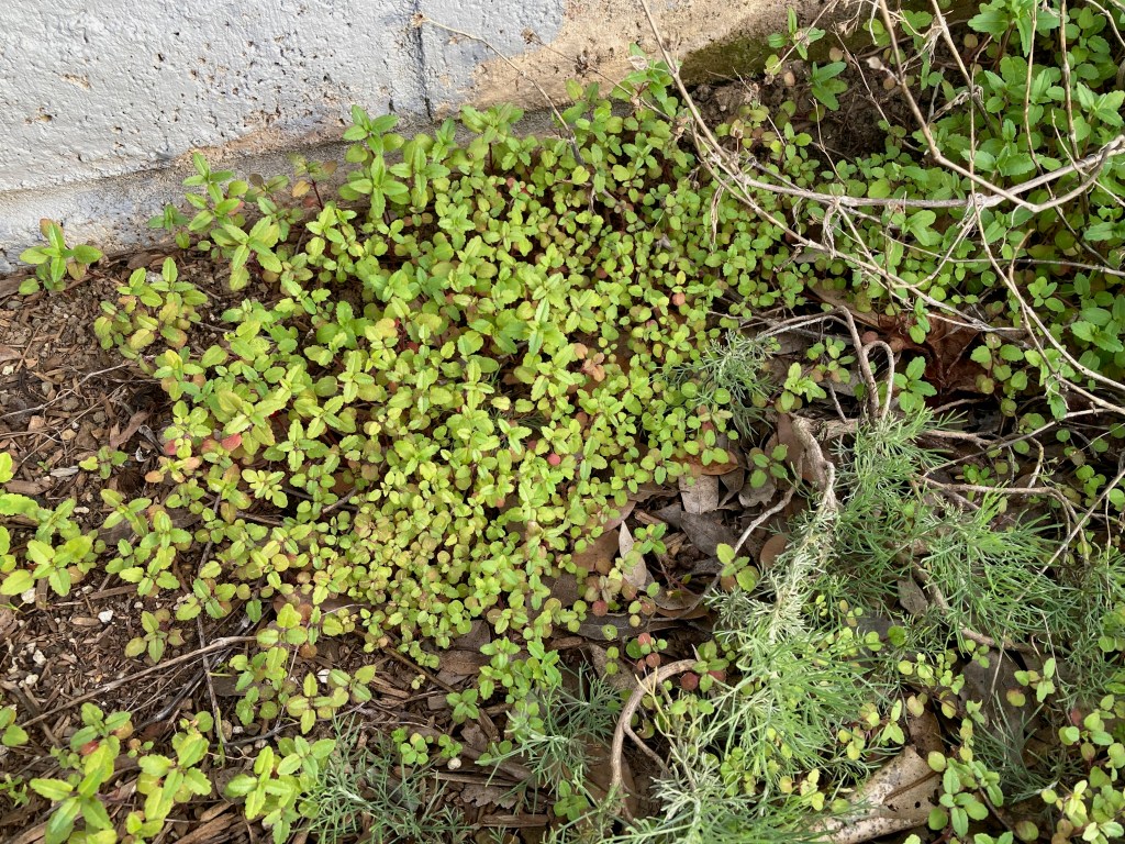 Another photo of the patch of hundreds of Purple Innocence wildflower seedlings, all massed in together in a small space. Most are still very small and close to the ground, but some have grown taller and look more mature. There are also dead stems from some of last year's flowers visible.