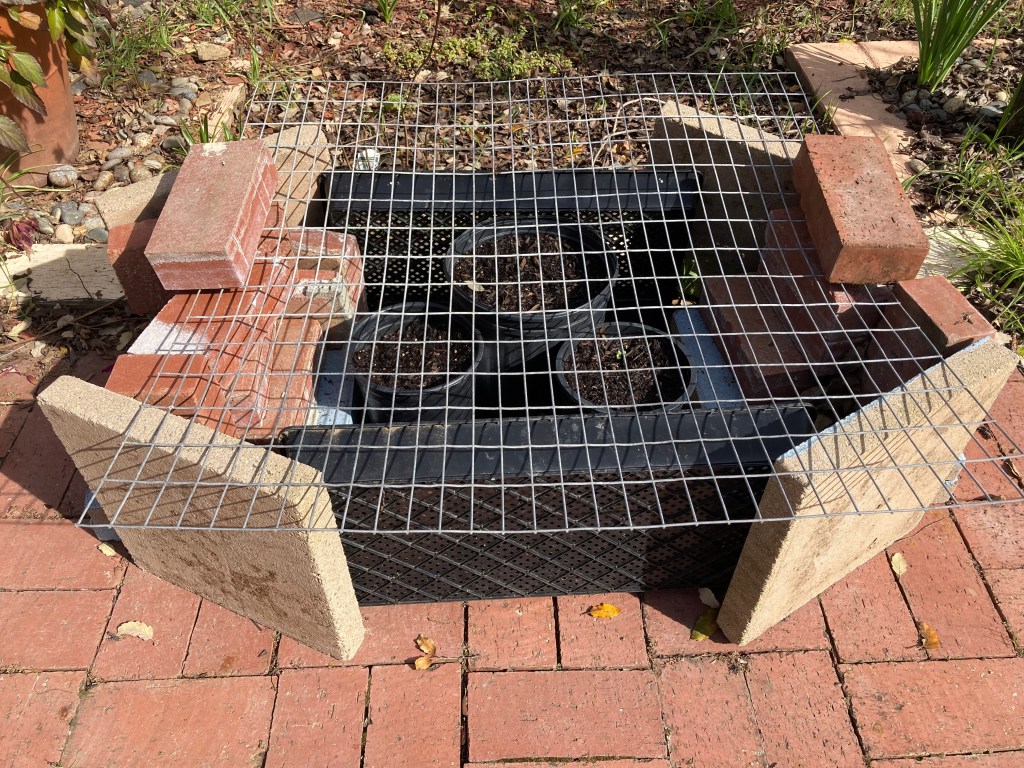 Photo of three black plant pots surrounded by black plant trays, bricks, and patio pavers standing up to create walls. On top of the whole thing is a metal mesh piece to keep birds from eating the young seedlings in the pots.