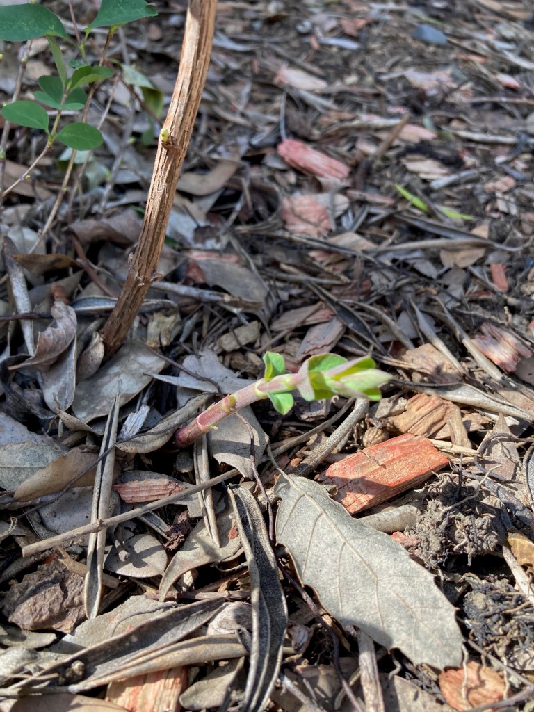 Macro photo of a small new shoot from a Snowberry busy coming out of the ground, which is covered in dried leaves and woodchips.