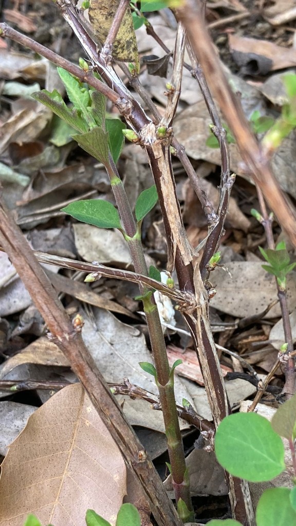 Macro photo of the central stalks of a young Snowberry bush. Several of the stalks are woody with small green buds on them, and there is one new shoot in the back with larger young leaves on it and a more tender-looking stem.