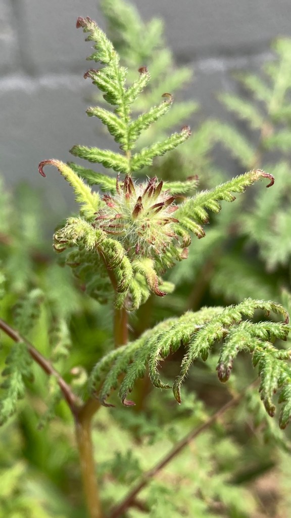 Macro photo of a Lacy Phacelia plant showing small, curling fern-like leaves and a small fuzzy ball with pointy reddish leaves? that is purportedly going to become flowers.