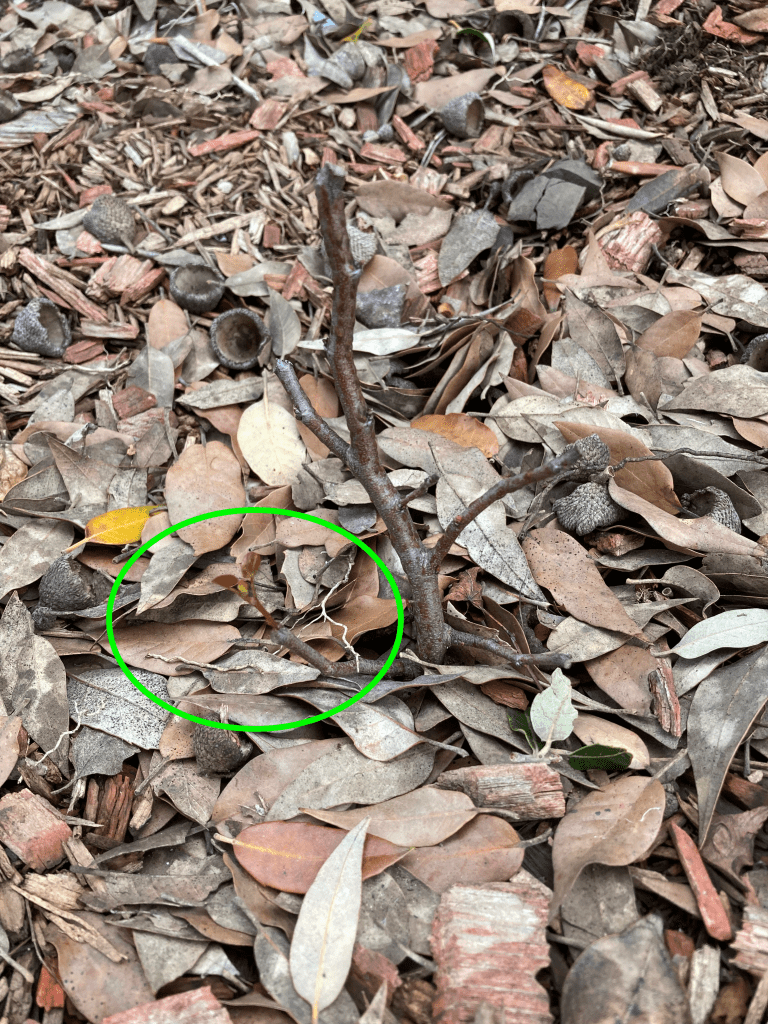 Macro photo of a brown twig sticking out of the ground, with one tiny stem that has two baby leaves at the end. Surrounding the twig are dead oak leaves, acorn caps, and wood chips.