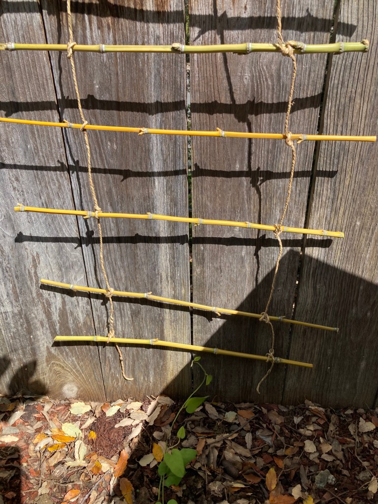 A photo of a ladder-like treliis made of horizontal narrow bamboo shoots stacked up and separated and tied together with rough twine. In the background is a gray wooden fence. In shadow at the bottom of the photo, there is a small vining plant with bright green, spade-shaped leaves. The plant has started climbing up the very base of the fence slats.