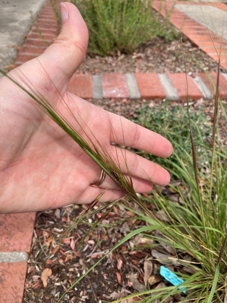 Further close-up photo of one of the "bloomed" stalks of the Purple needlegrass. There is a human hand behind the end of the stalk so that you can see the individual seed stalks better.