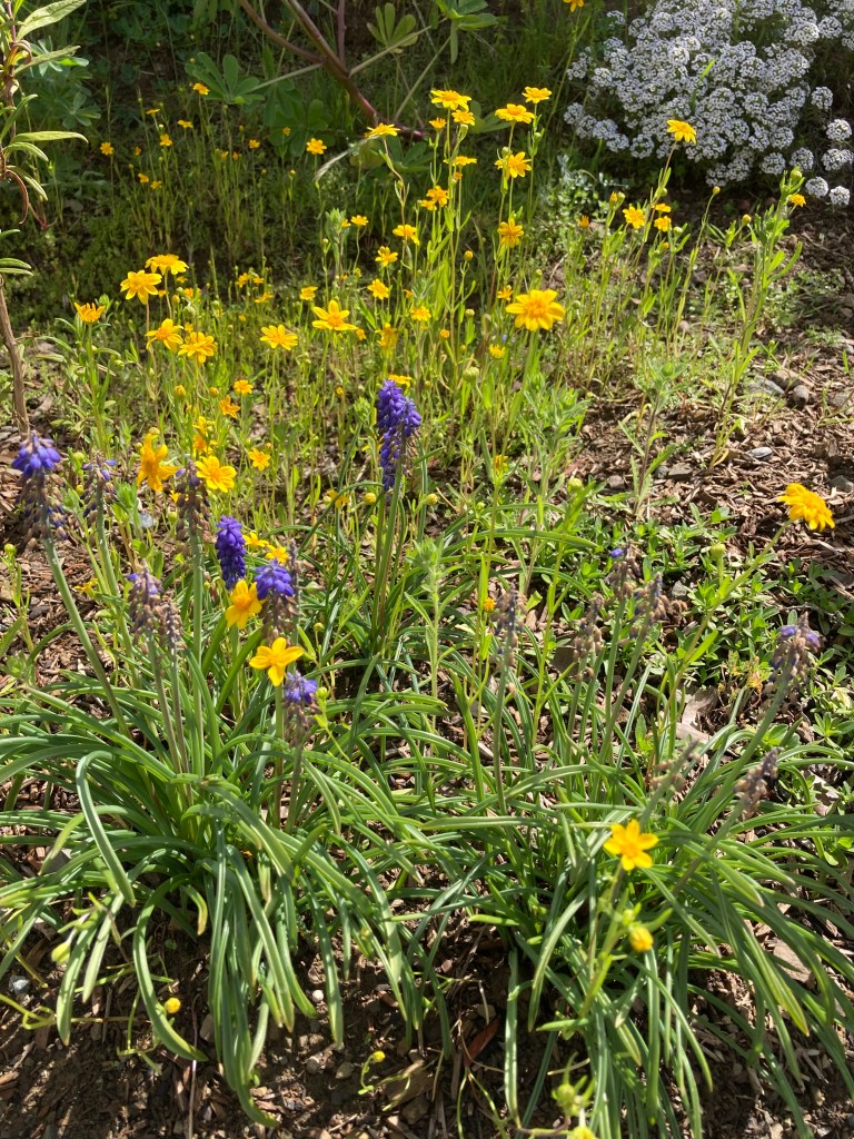 A little meadow of flowers, including yellow California Goldfields, purple Grape hyacinths, white Alyssum. Also visible are the green leaves of a Lupine plant in the background.