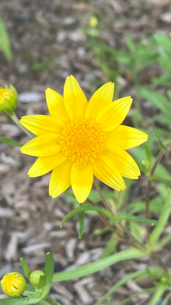 Macro photo of a bright yellow flower with twelve petals. The petals are tear-drop-shaped and have lighter yellow on the ends, with darker yellow on the inside, which creates a yellow circle.