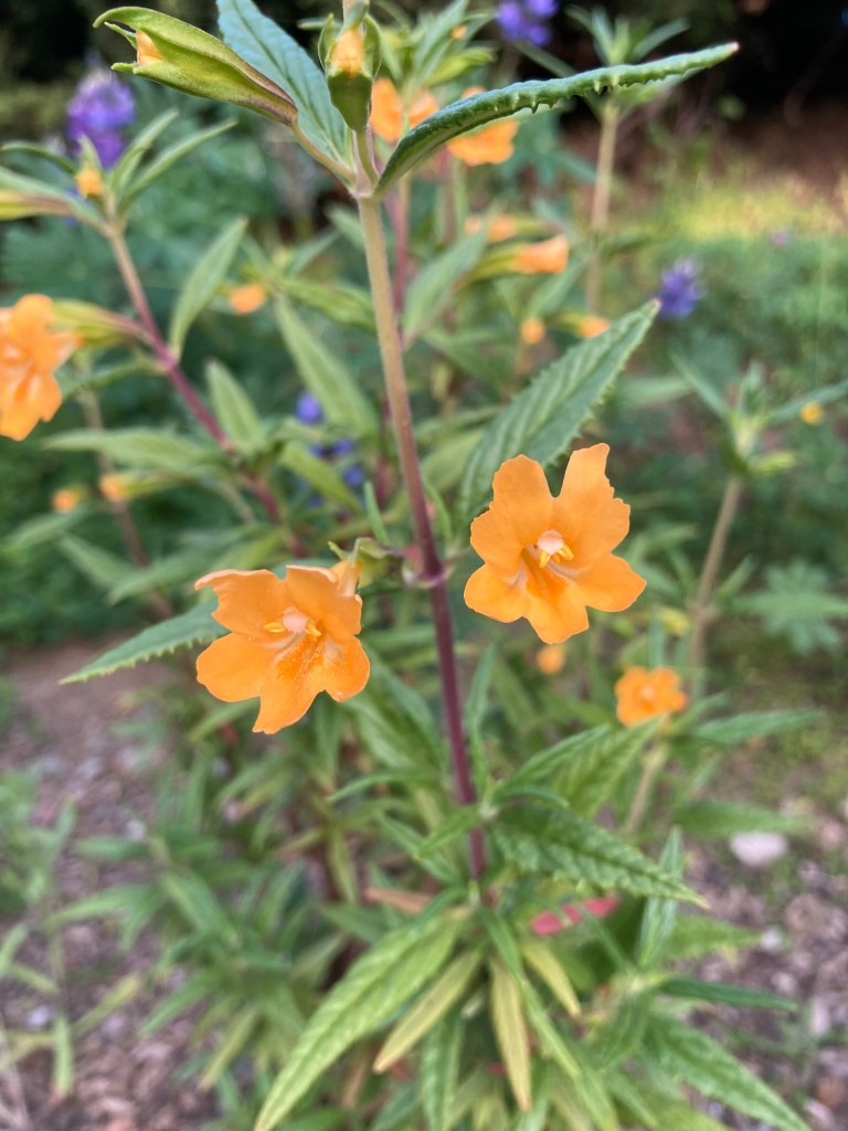 Macro photo of two orange flowers with frilly petals and two yellow stamens in the center. The flowers are surrounded by narrow, needle-like green leaves and a woody purple stem.