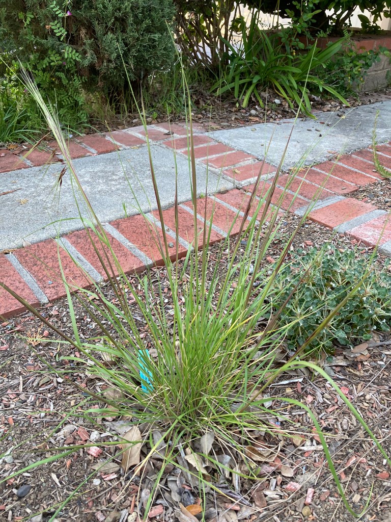A young Purple needlegrass bunch grass that is planted in a garden bed, edged with bricks. The grass has bright green blades at the base of the plant and several long stalks pointing upward that are purple about halfway down the stalk. Some of the stalks have "bloomed", with the tops separating into many different pointy purple stalks that will become seeds.