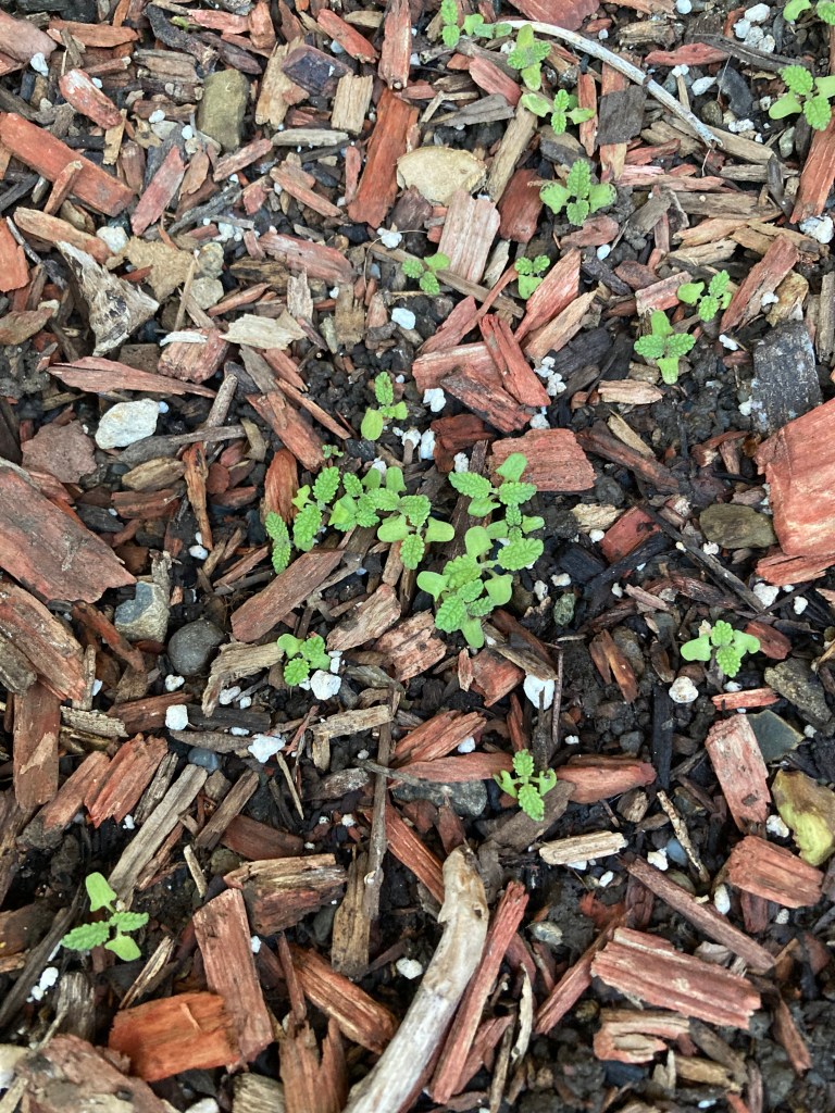 Macro photo of garden soil with reddish woodchips and many bright green small seedlings with two to four leaves each. 
