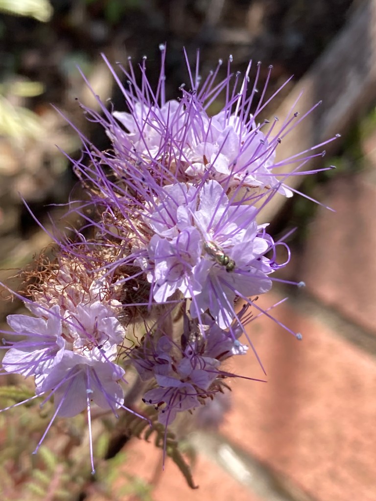 Macro photo of light purple, delicate frilly flowers that have tons of darker purple long stamens sticking out everywhere. Inside one of the flowers is a small, green, iridescent insect.