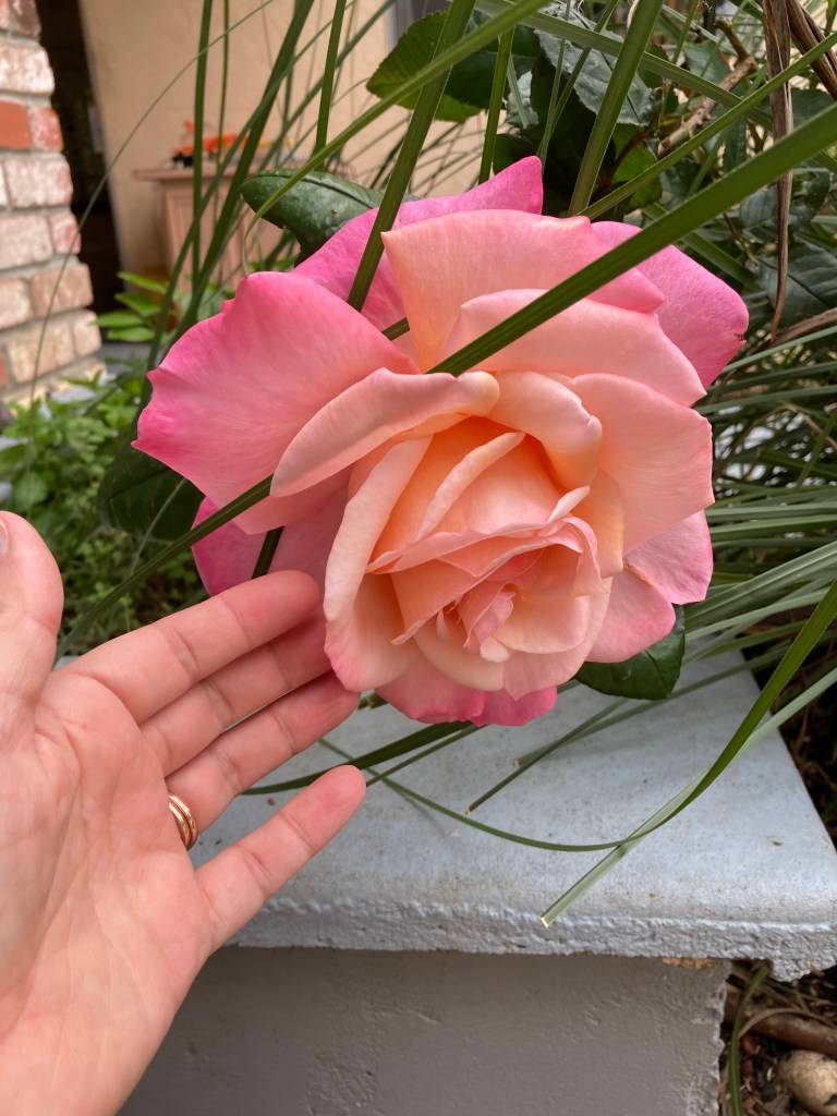 Macro photo of an enormous rose flower blooming. The flower is wider across than a human hand (there's a human hand in the photo for scale). The rose has many large, cascading petals. At the center of the rose, the petals are a salmon pink, and as the petals open up more and are at the edges of the flower, the color changes to a darker pink.