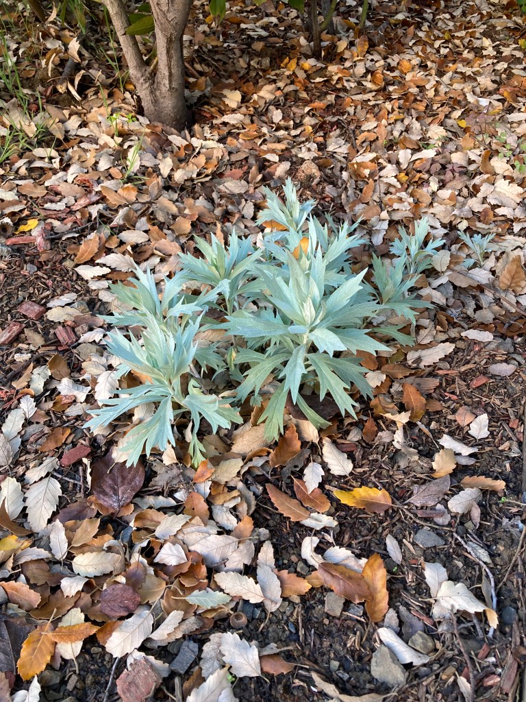 Photo of a bushy plant with pale, minty green leaves that have many spear-like edges. There are several large plants in the front and a few small, just sprouted ones in the back. The plants are surrounded by brown dried oak leaves and garden soil.