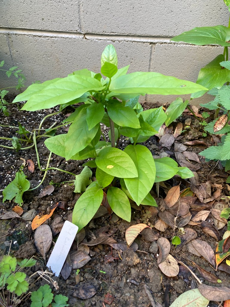 In front of a gray concrete wall is a shady garden bed. At the center of the photo is a bushy, large-leafed plant with a central thick stalk. The leaves are of different sizes, but closely packed together, tear-drop shaped, and bright green.