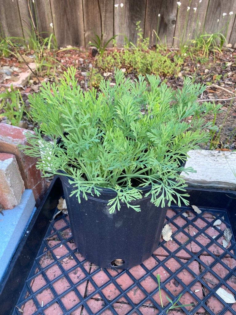 Photo of a black plastic gallon garden pot with California poppy plants growing out and spilling over the top. The poppy leaves are long, with many narrow parts and look a little like ferns. The pot is surrounded by bricks, a garden bed, and square patio pavers painted blue.