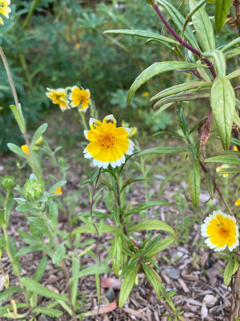 Macro photo of a few yellow and white flowers, with one flower at the center of the photo. The yellow spade-shaped petals have white at the tips, and a darker orange center with some black dots. Some of the petals have holes chewed into them that look like upside down hearts.