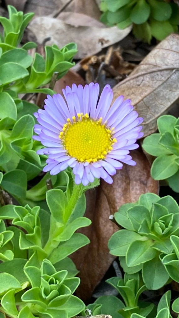 Macro photo of a single flower that has many, many narrow lavender-colored petals and a large bright-yellow center with hundreds of tiny yellow bumps. Also visible are some thick, curled green leaves and brown dried leaves that serve as mulch.