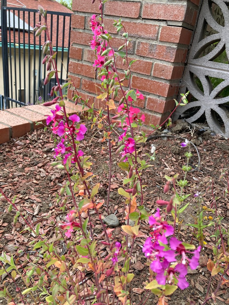 Photo of Elegant Clarkia plants with tall reddish-purple stems, bright almost electric pink/purple flowers with white stamens, and green leaves tinged with red and orange. In  the background are a brick column, a black iron gate, some gray cement blocks with floral designs, and a neighboring house.