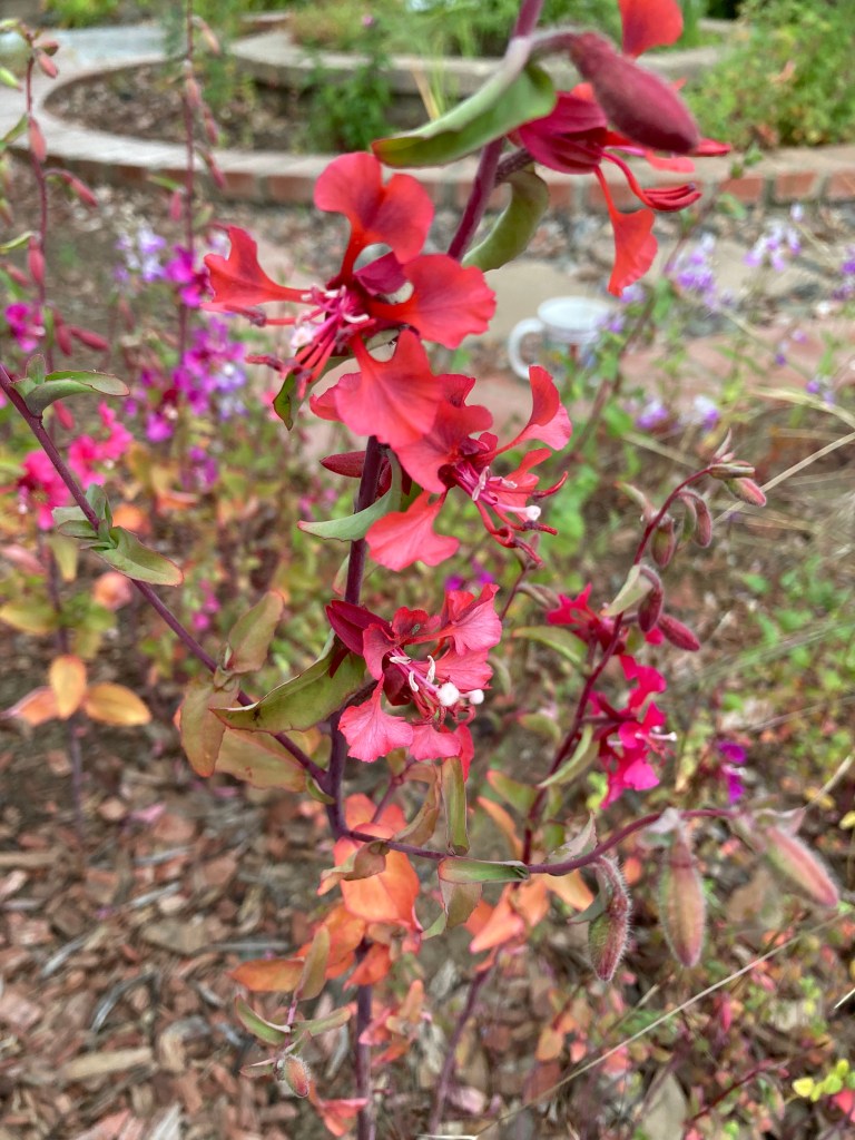 Photo of an Elegant Clarkia plant with tall reddish-purple stems, coral-red-colored flowers with white stamens, and green leaves tinged with red and orange. In the background are other garden plants, paving stones, and white coffee mug sitting on some bricks.